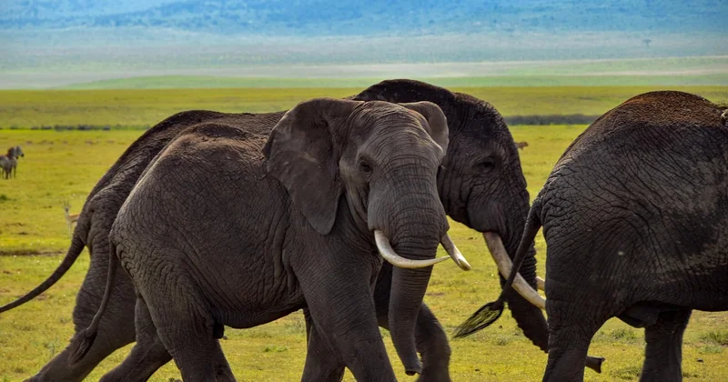 Le serpent de mer des Big Five, et où les trouver vraiment