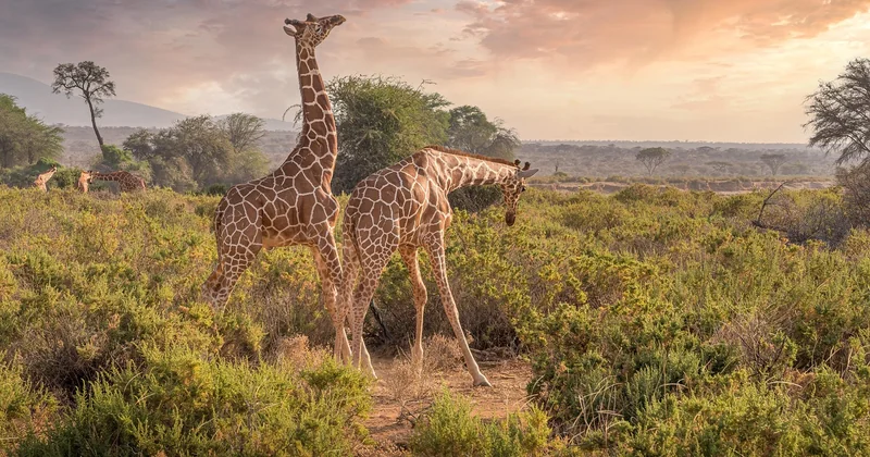 Les réserves moins connues et d'autres expériences que le safari classique